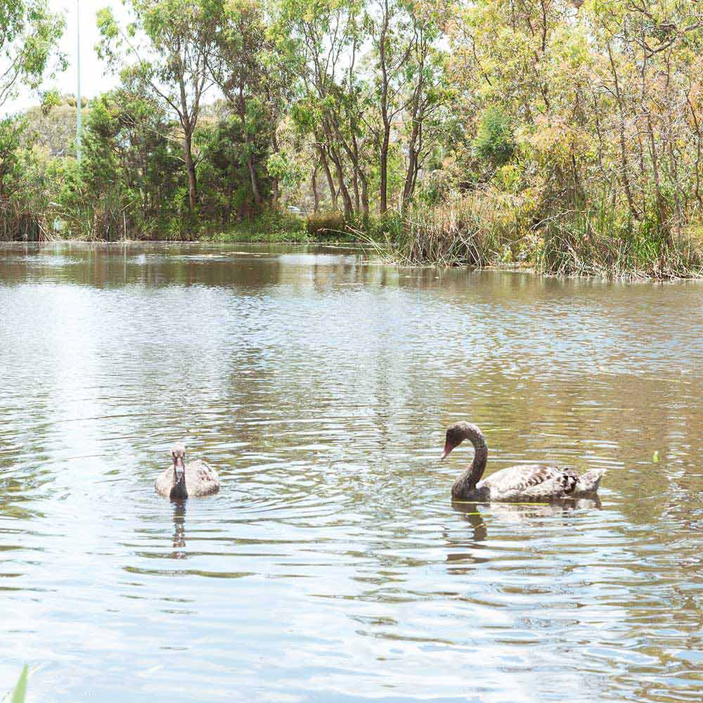 bundoora-lake-icon.jpg