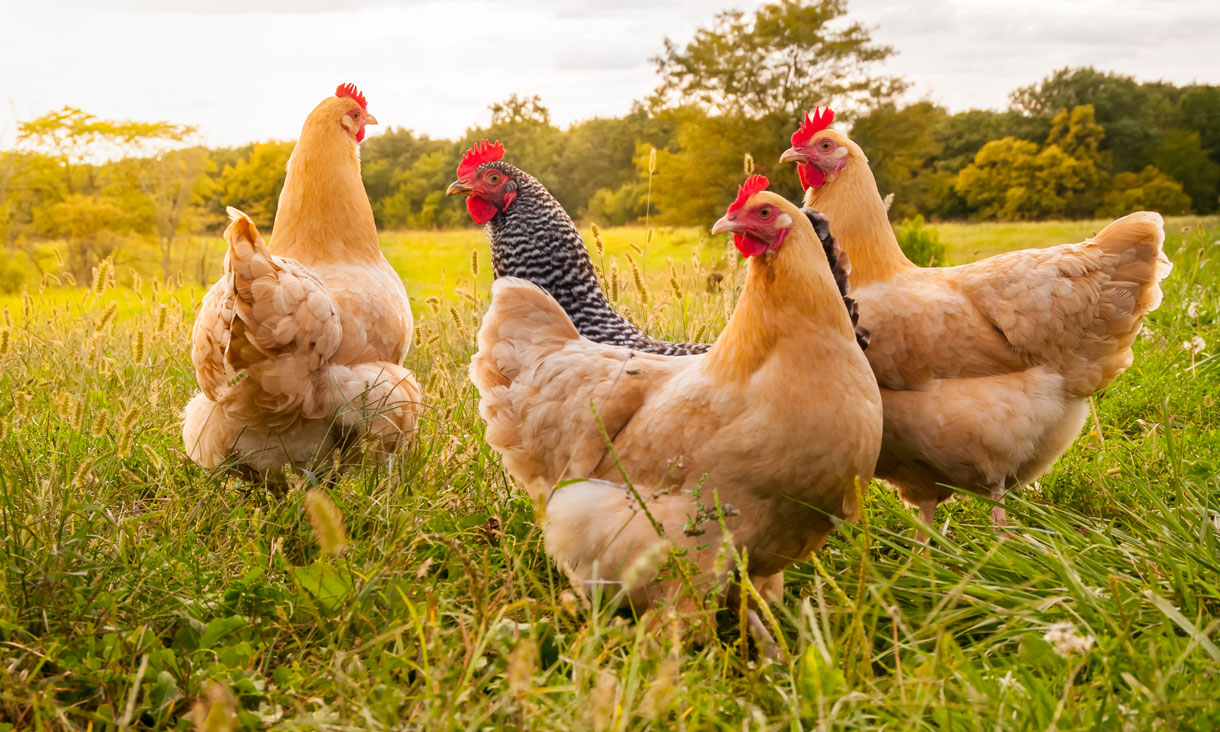 chickens-adobestock-180061581-1220x732.jpg