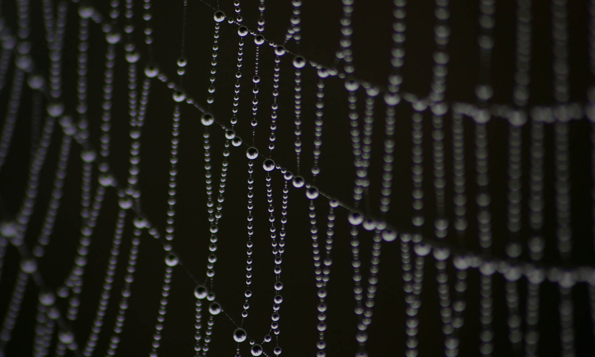 Dew on spiderweb