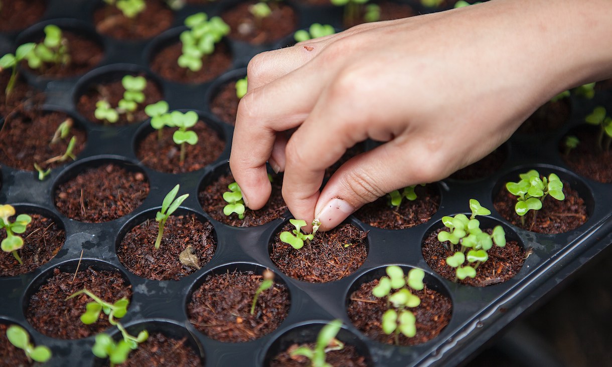 Hand close-up shot of small, newly grown plants